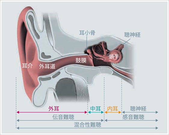聞こえの仕組み